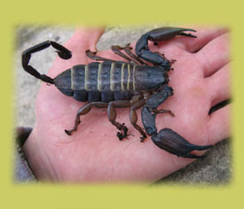 Hadogenes Bicolor, Tanzania